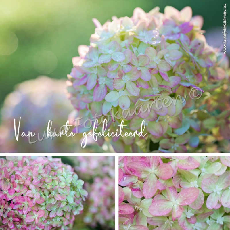 Gefeliciteerd Algemeen - hortensia 3 luik